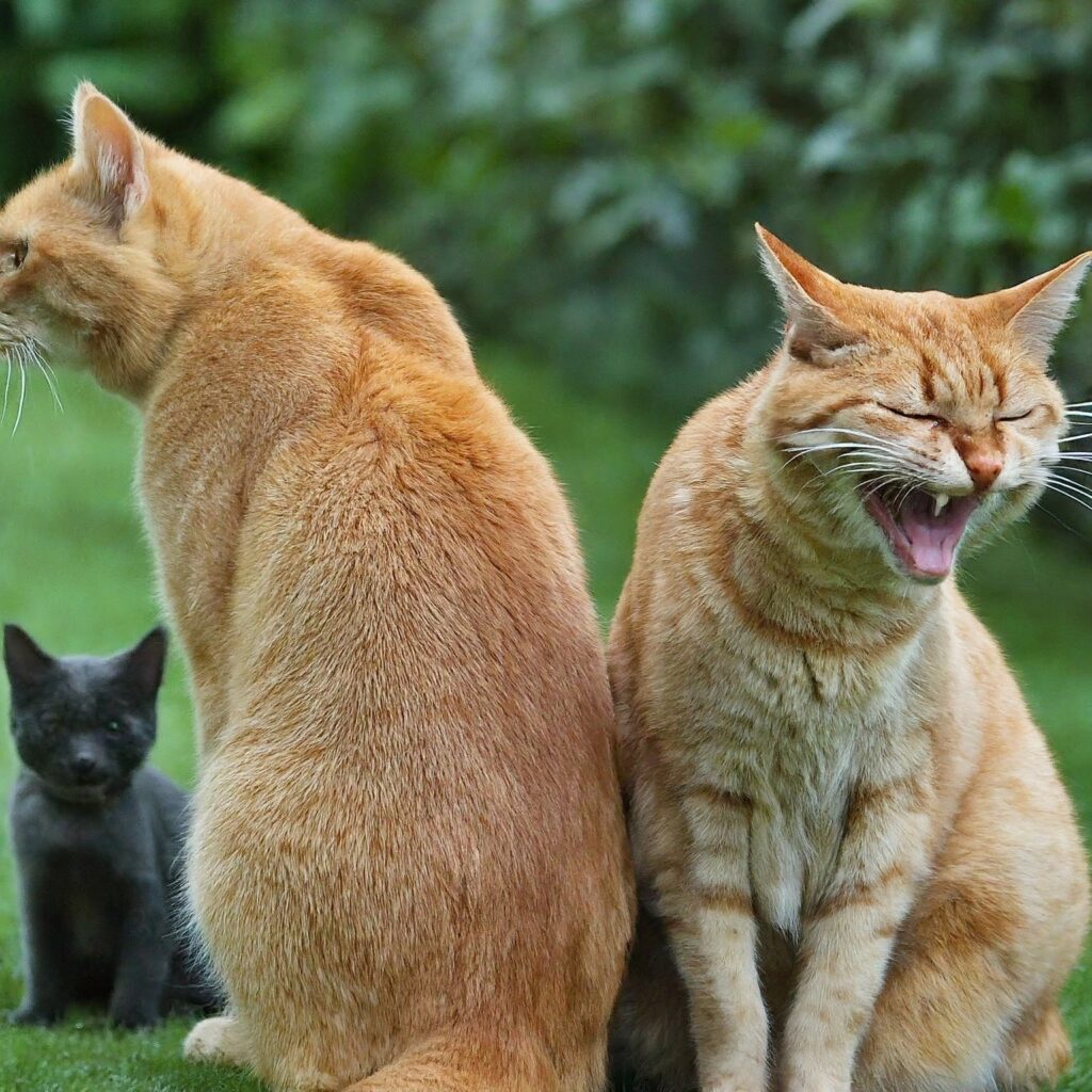 High-Conflict Co-parenting Cats