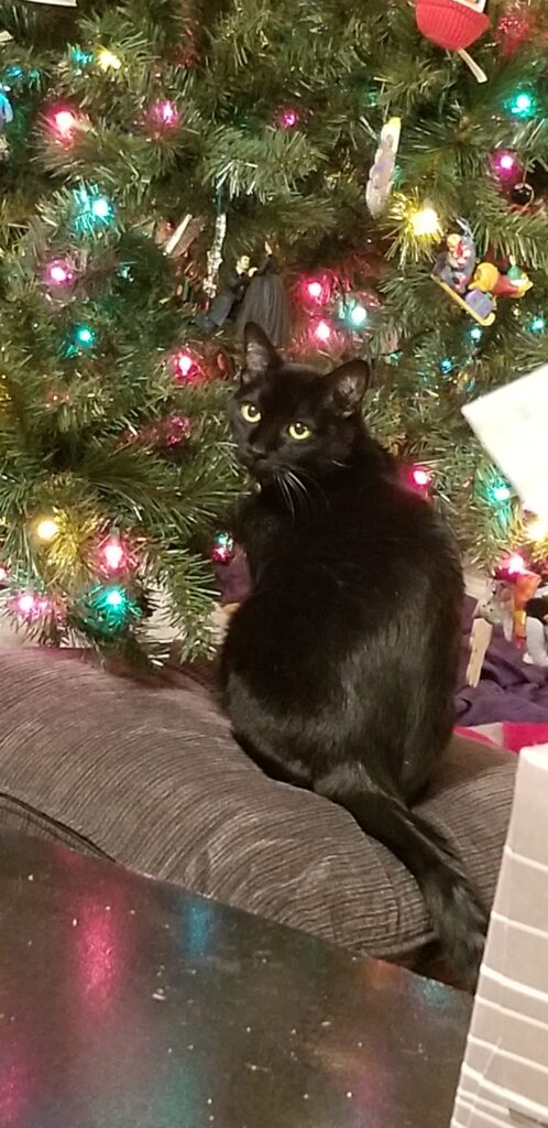 Oso and the Christmas Tree