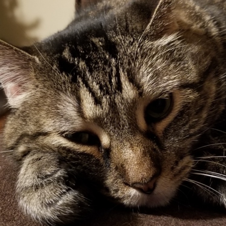 catbot